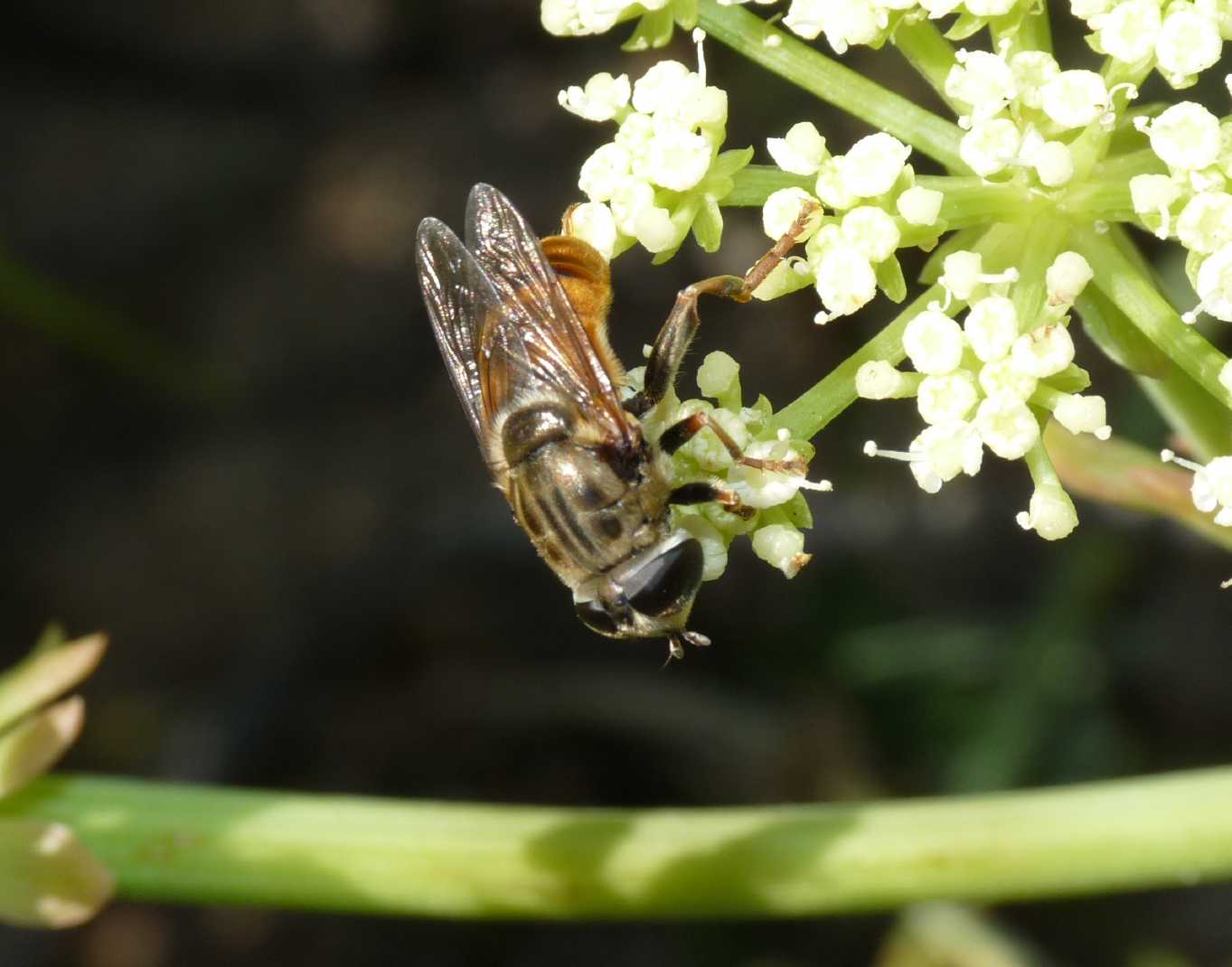 Merodon femmina e maschio (Sardegna)